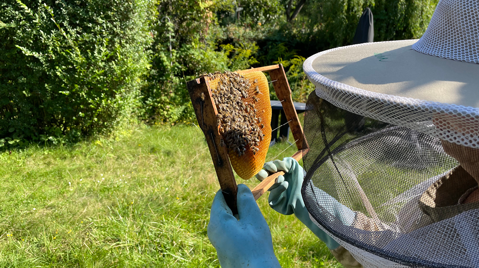 Gemeinsam für eine nachhaltige Zukunft: Mit ETL-Bienenpatenschaften ein Zeichen setzen