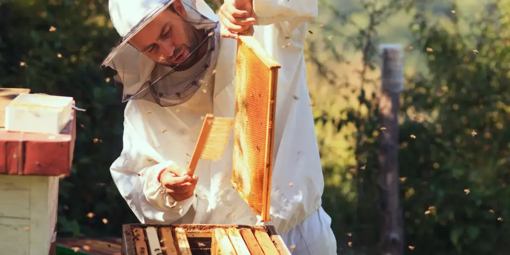 Die Bienen und die Steuern 