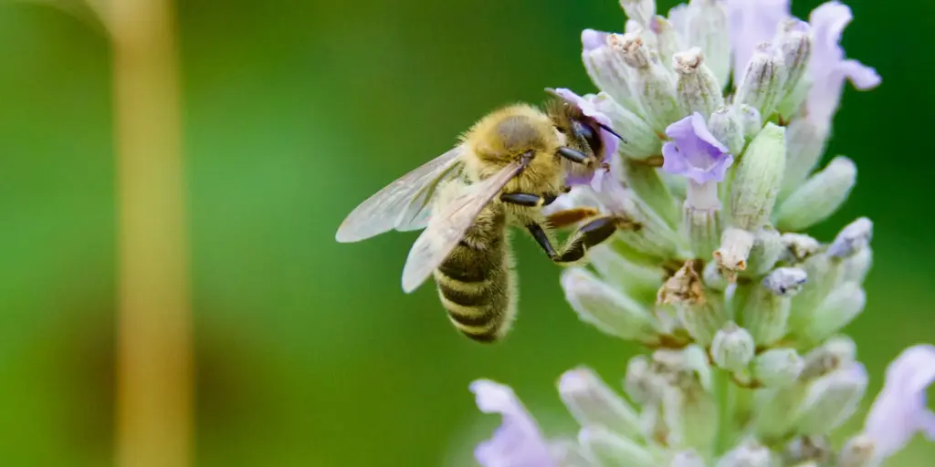 Süßer Honig, saftige Steuern 