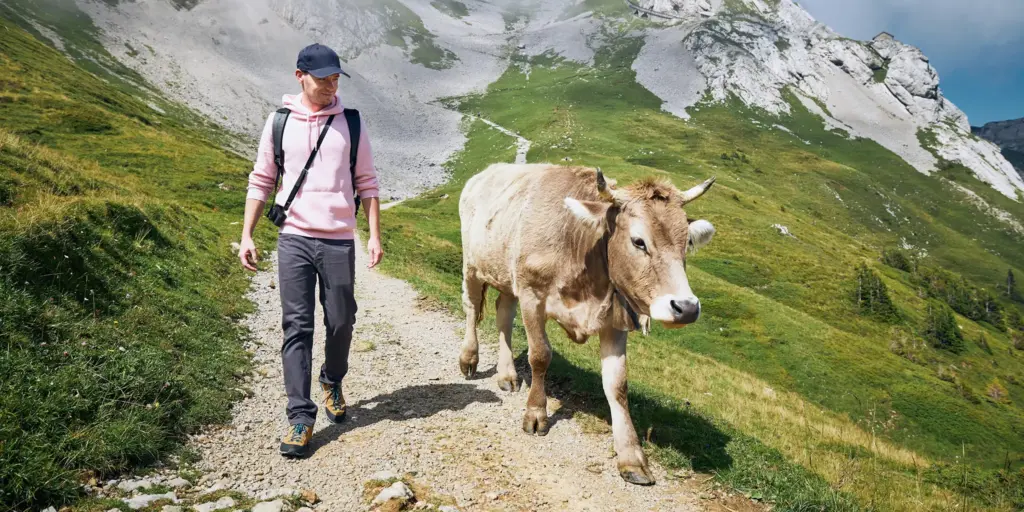 Neue Regeln für die Viehbewertung